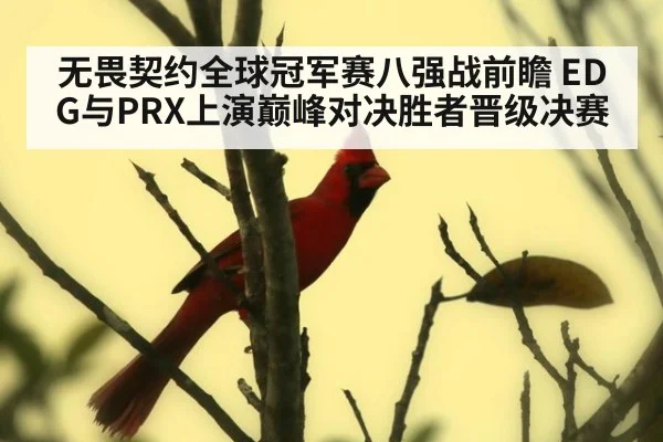 无畏契约全球冠军赛八强战前瞻 EDG与PRX上演巅峰对决胜者晋级决赛